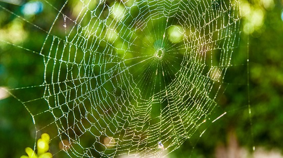 spider-webs-8783